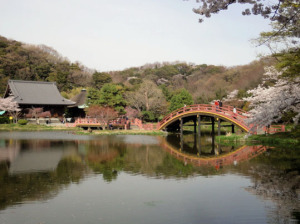 金沢文庫 称名寺の桜