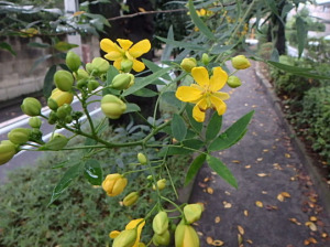 遊歩道の黄色い花