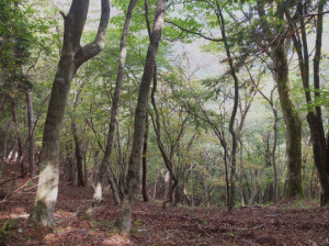 鍋割山南山稜の広葉樹の林