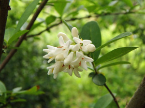 イボタノキの白い花
