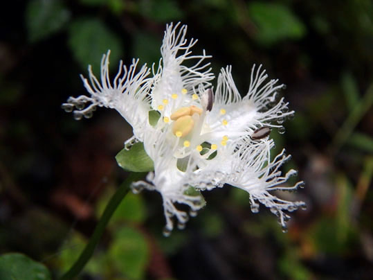 シラヒゲソウの花