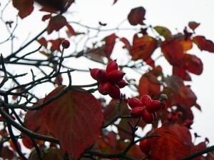 ハナミズキの紅葉