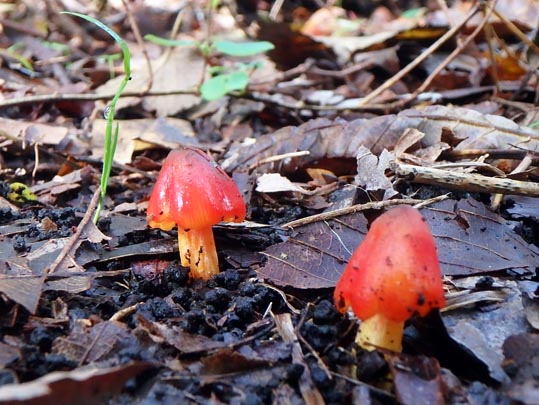 林床の紅いキノコ