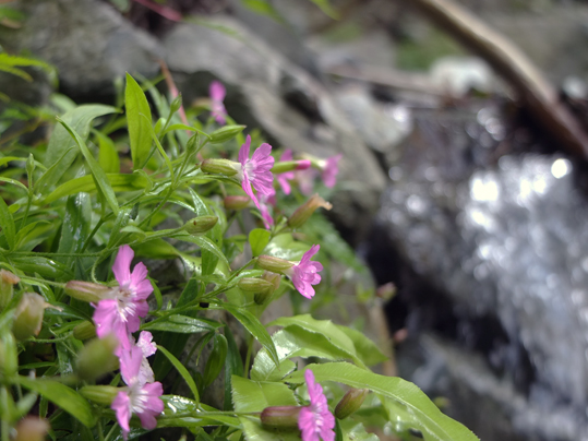 ビランジの花