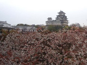 姫路城と桜の花見