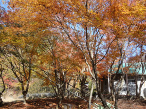 西丹沢自然教室周辺の黄葉