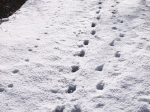 雪面の足跡 雪面の足跡