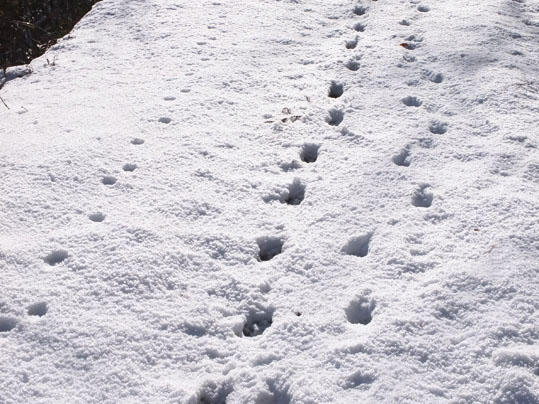 雪面の足跡
