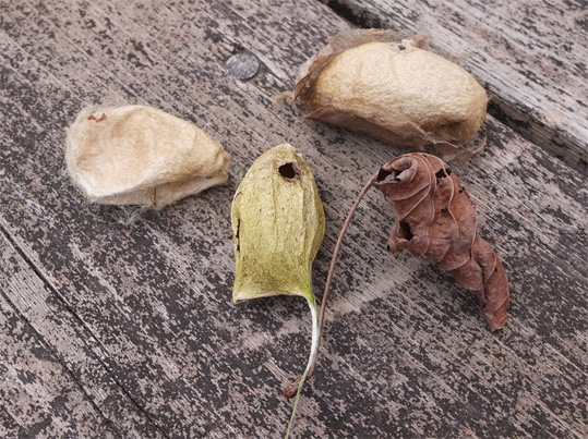 ｳｽﾀﾋﾞｶﾞとﾔﾏﾏﾕｶﾞの繭