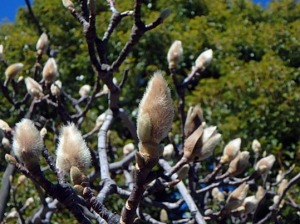 フワフワのコブシの冬芽